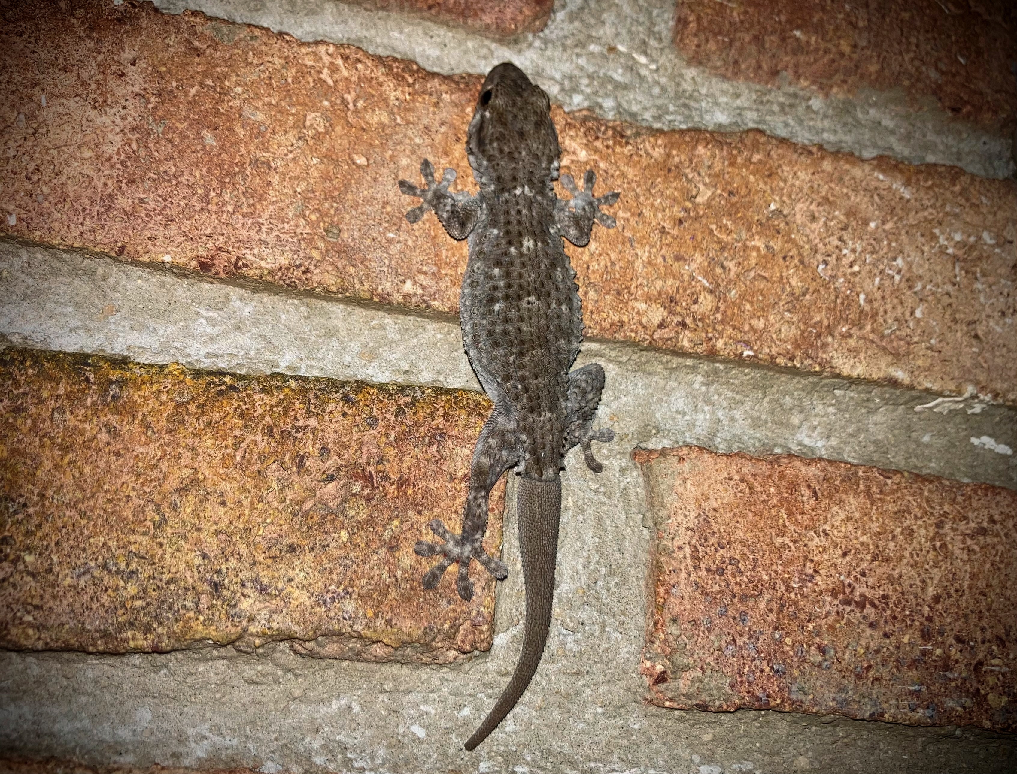 the-wall-gecko-the-lizard-of-the-wine-cellar-familia-torres